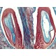 Snímky pořízeny z přímého mikroskopu OLYMPUS® BX41 a stereomikroskopu OLYMPUS® SZX7 s použitím C-mount optického adaptéru 0,5x
