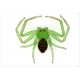Zelený pavouk
