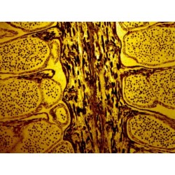 Mikroskopické preparáty - Lidské tělo - normální tkáně (1.část)