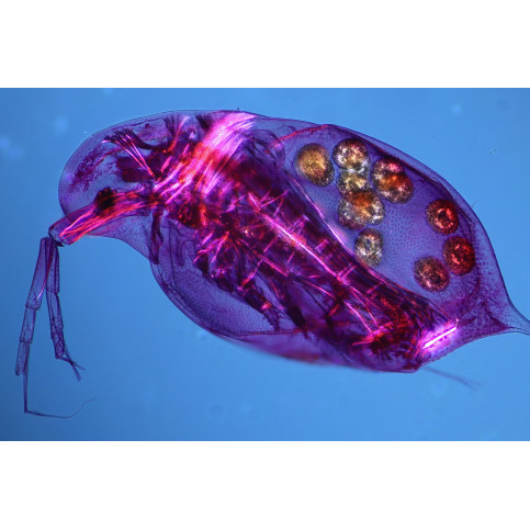 Mikroskopické preparáty - Zoologie PS