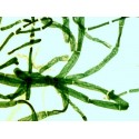 Mikroskopické preparáty - Podivuhodná stavba rostlinných buněk