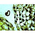 Mikroskopické preparáty - Sada pro vyučování biologie (2.část)