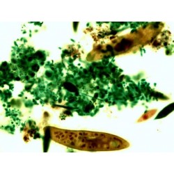 Mikroskopické preparáty - Ještěři, hadi, ptáci