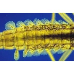 Mikroskopické preparáty - Zoologie